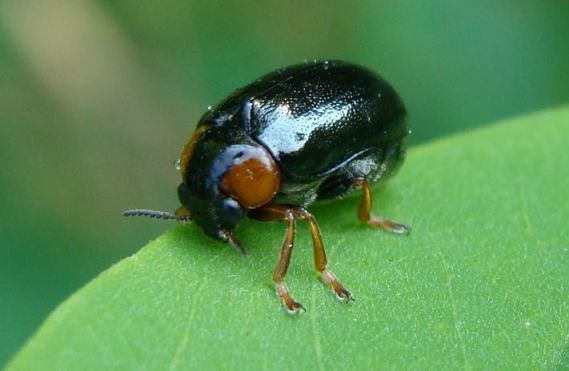 smaragdina aurita